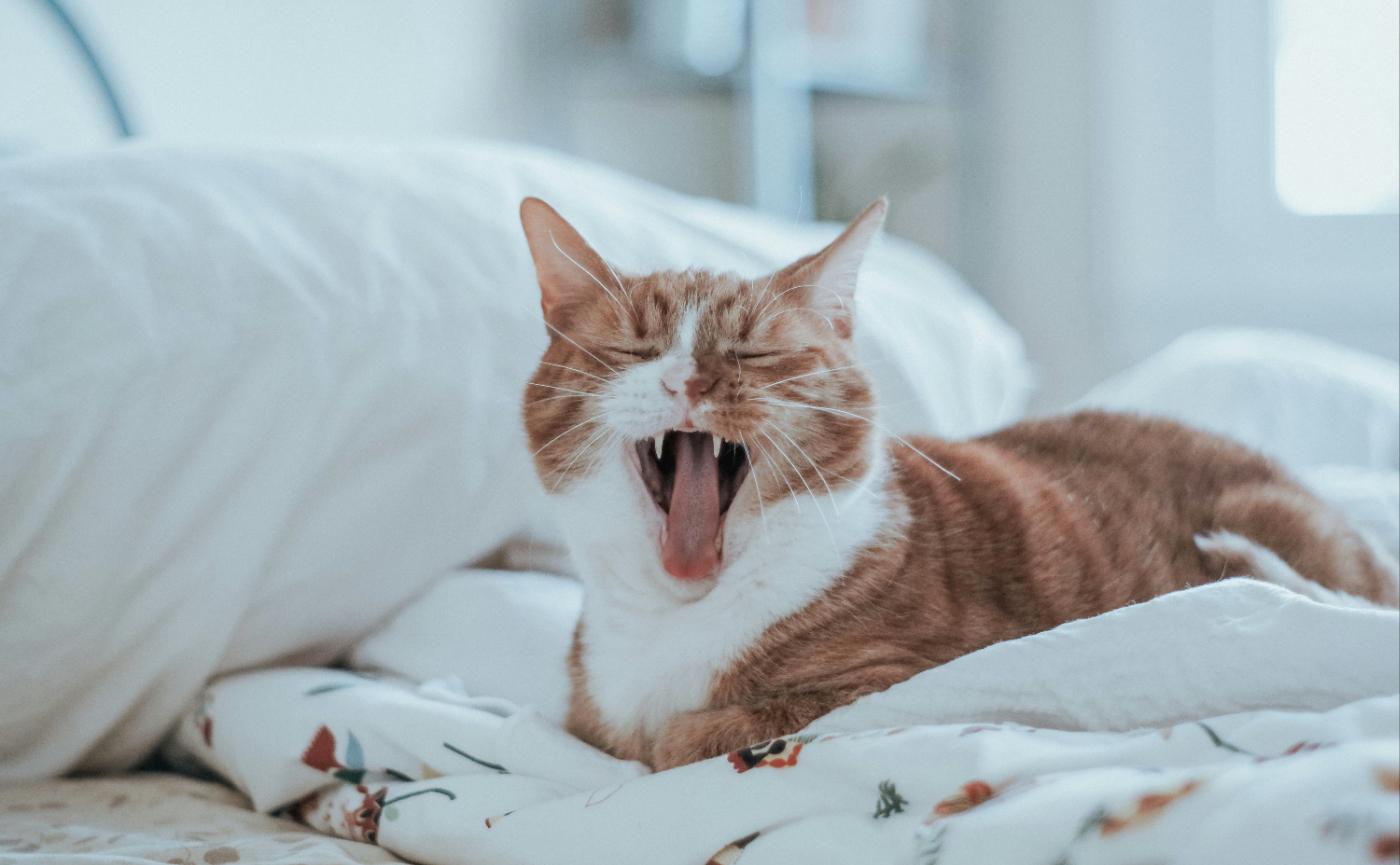 貓咪刷牙訓練全攻略：從抗拒到習慣，7天建立護齒儀式