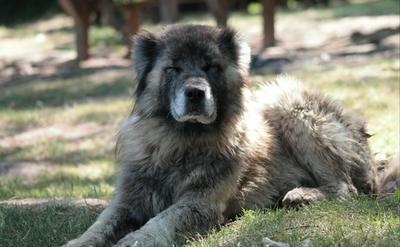 高加索犬真的很危險嗎？破解 7 大迷思，告訴你牠其實比你想的更溫柔