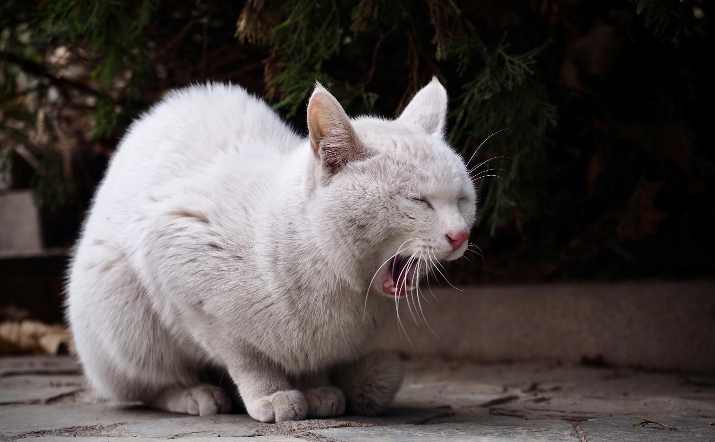 貓咪毛球問題全攻略：預防、症狀判斷到照護，一次說清楚