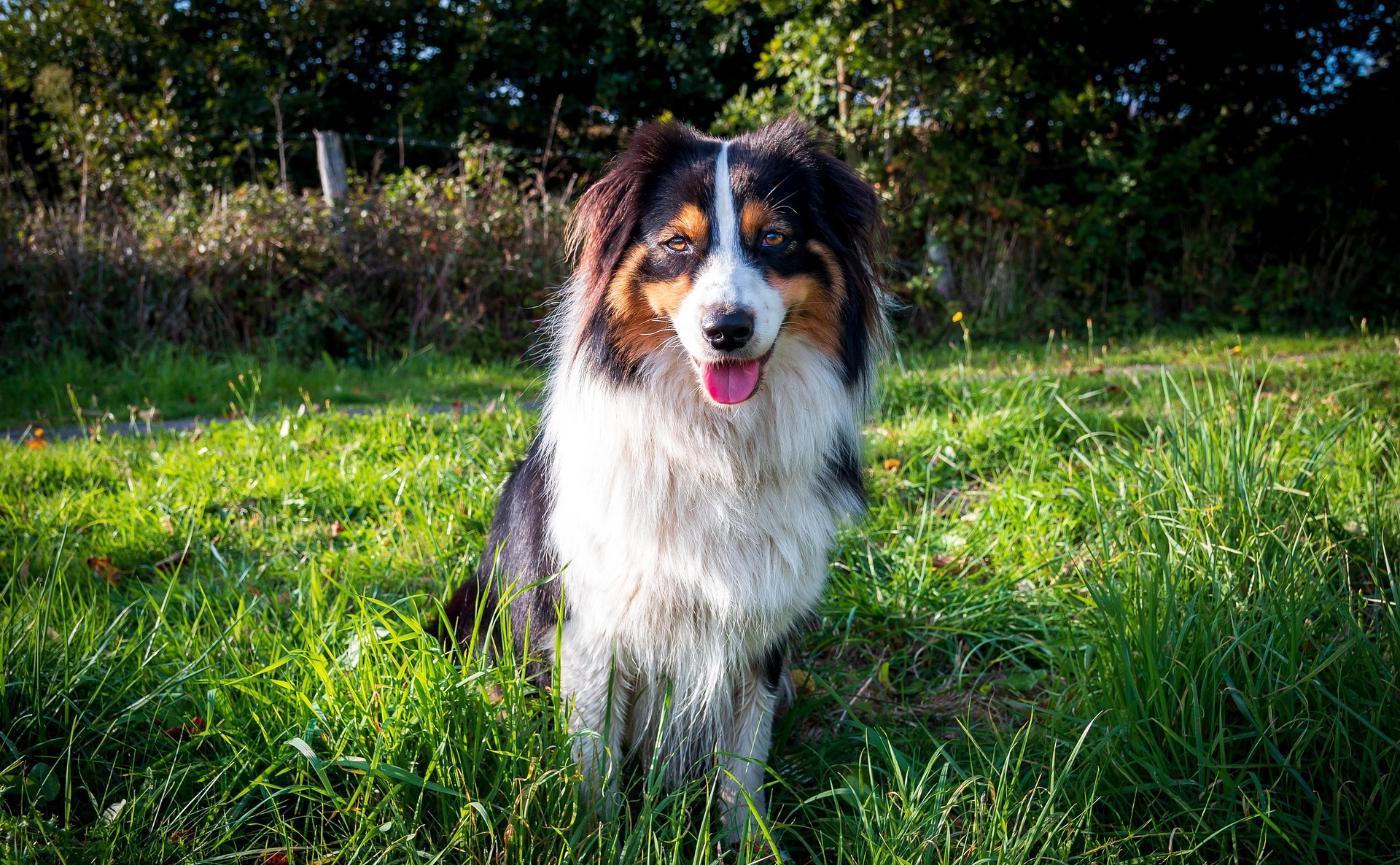 狗狗為什麼喜歡在草地上翻滾？行為原因 + 健康風險解析