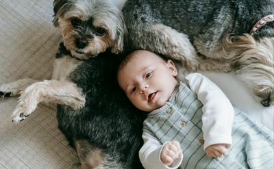 如何讓狗狗適應新成員？迎接新生兒家庭指南