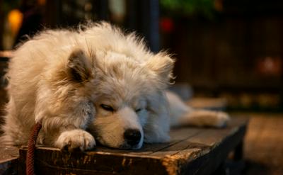 狗狗換毛季照護攻略：毛髮不打結、家裡更乾淨