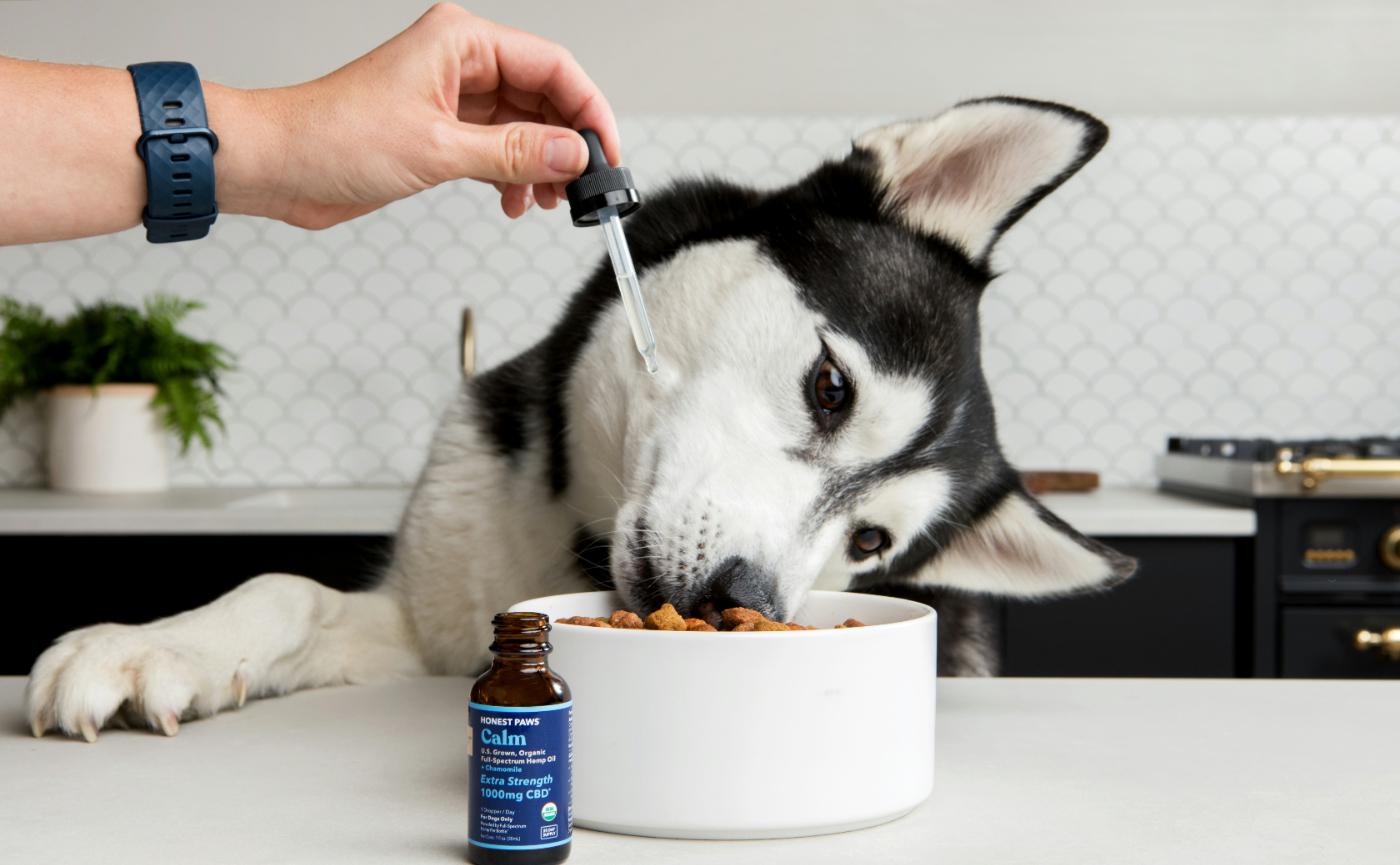 狗狗不吃藥怎麼辦？10種藏藥餵食妙招與絕對要避免的錯誤