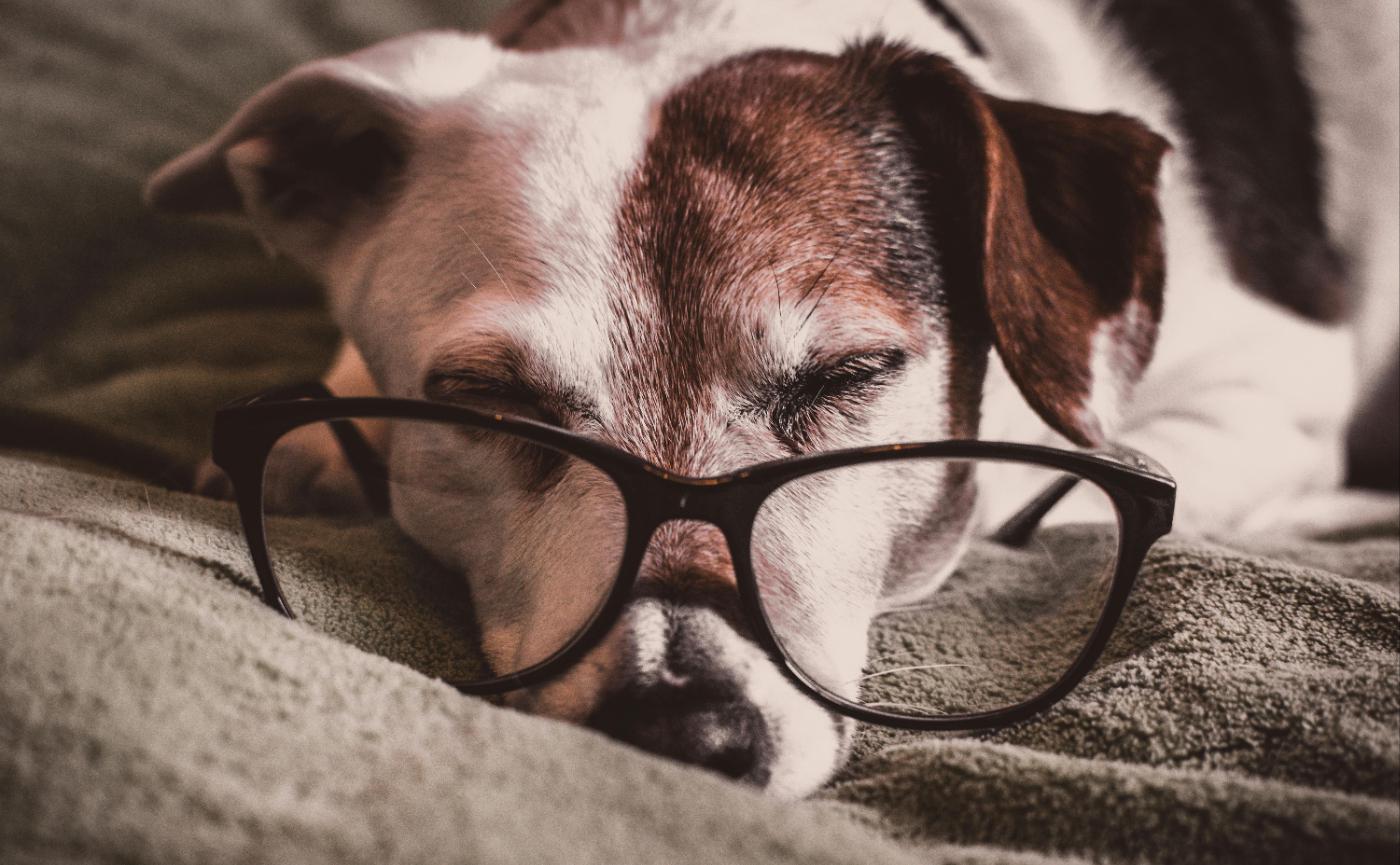 老犬照護指南：飲食、運動、睡眠完整建議