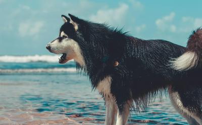 狗狗一直狂吠怎麼辦？找出原因 + 安撫技巧一次看懂