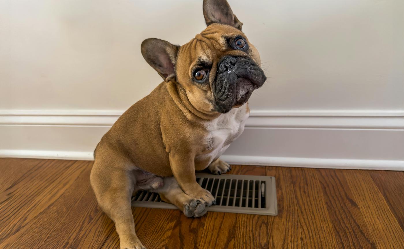 狗狗什麼時候結紮最合適？利與弊分析