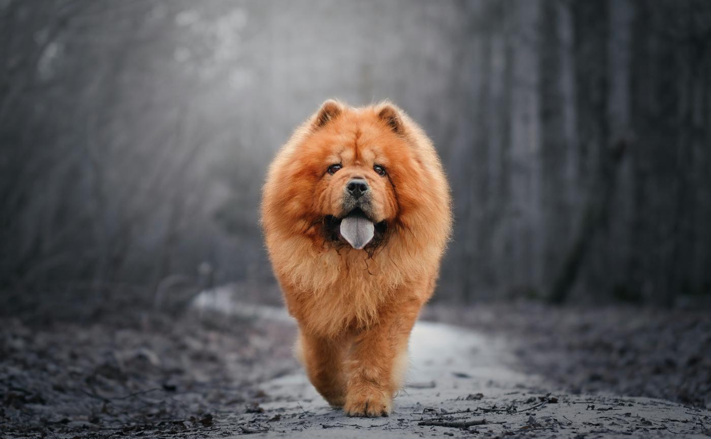 鬆獅犬的獨特魅力與照護指南：認識獨立性格、厚實毛髮與遺傳健康重點