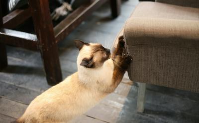 貓咪為什麼喜歡抓家具？抓抓行為解析與正確引導技巧
