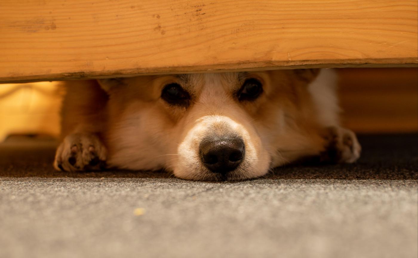 狗狗為什麼怕打雷？減緩雷雨恐懼症的7個方法