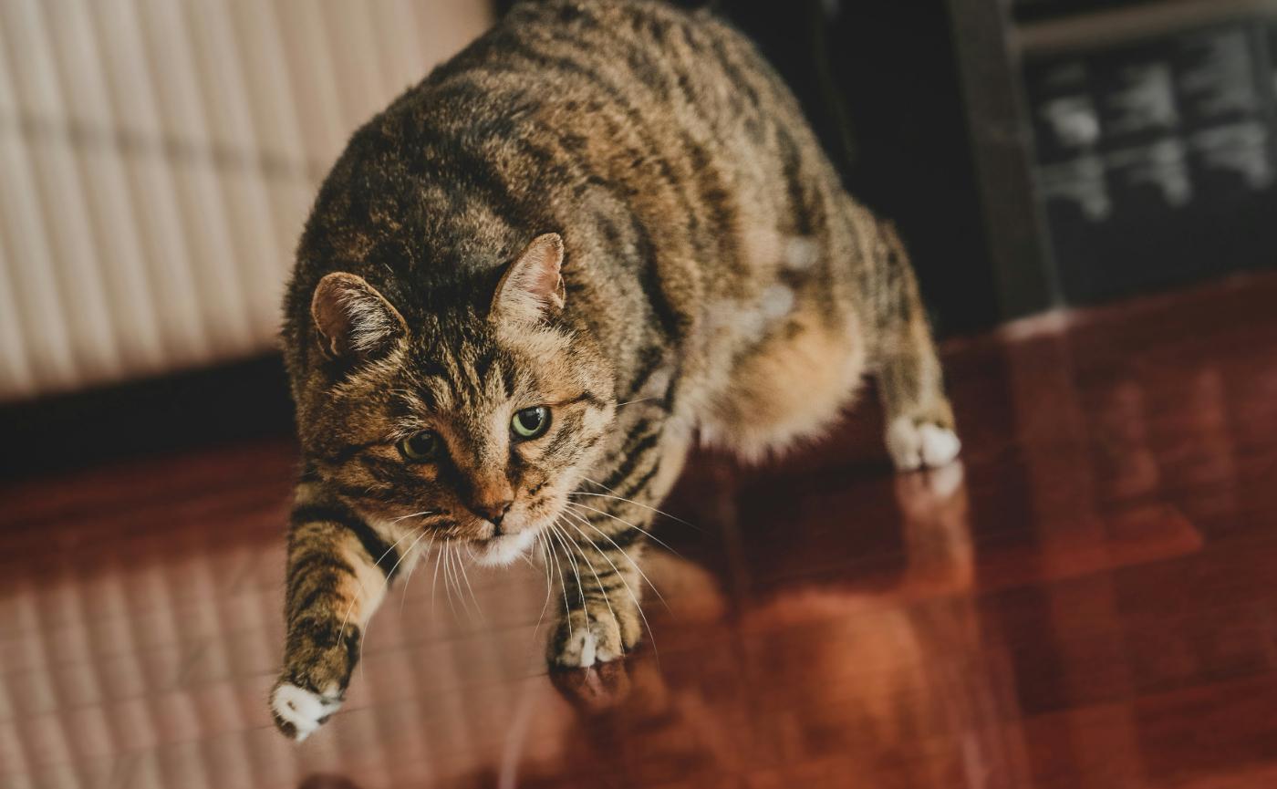 貓咪為什麼半夜暴衝？破解「午夜瘋狂」的5大原因與安撫對策