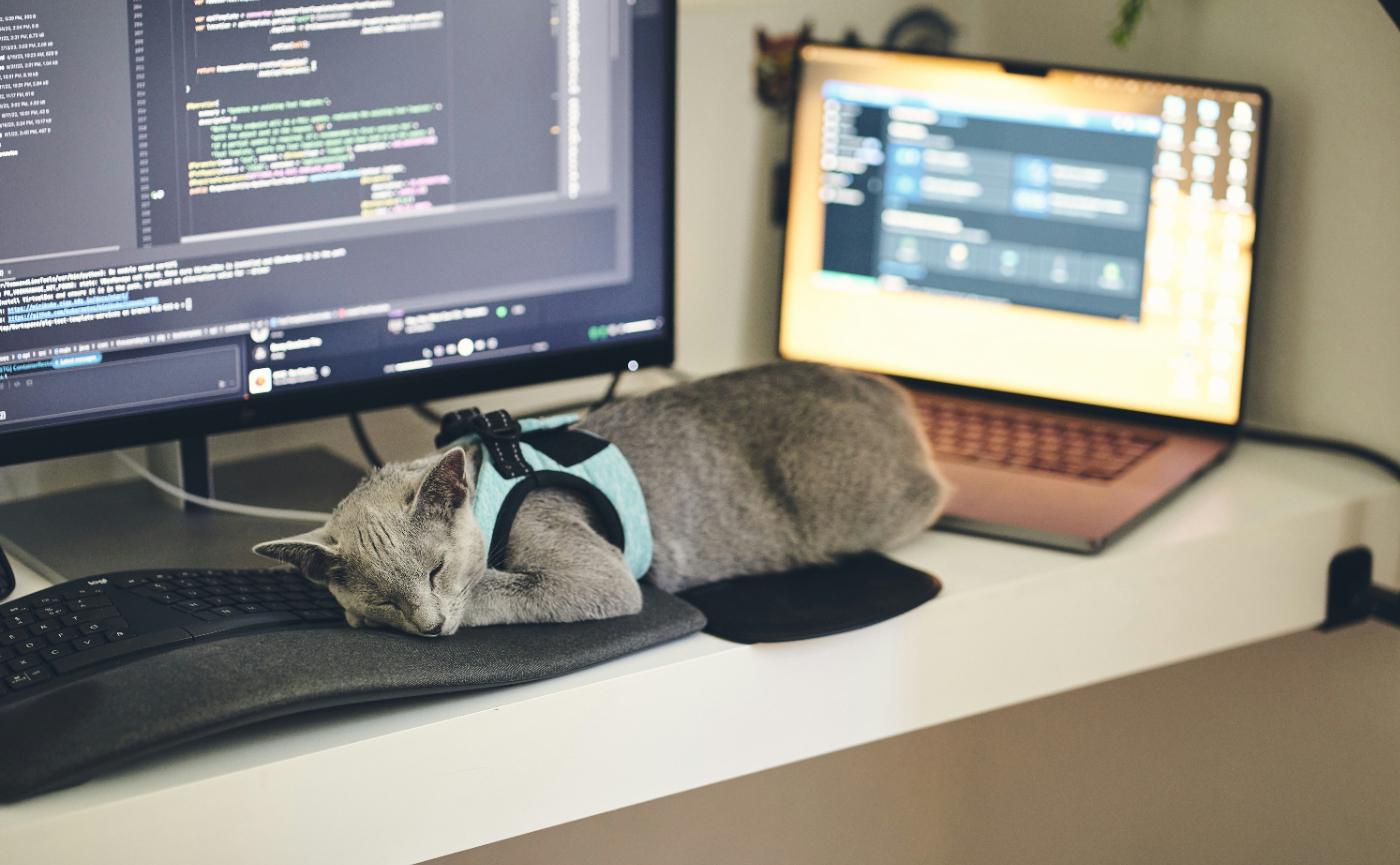 貓咪為什麼一直躺在鍵盤上？5個暖心原因與3個不打擾工作的對策