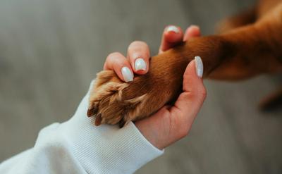 狗狗多久剪一次指甲？不敢剪怎麼辦？