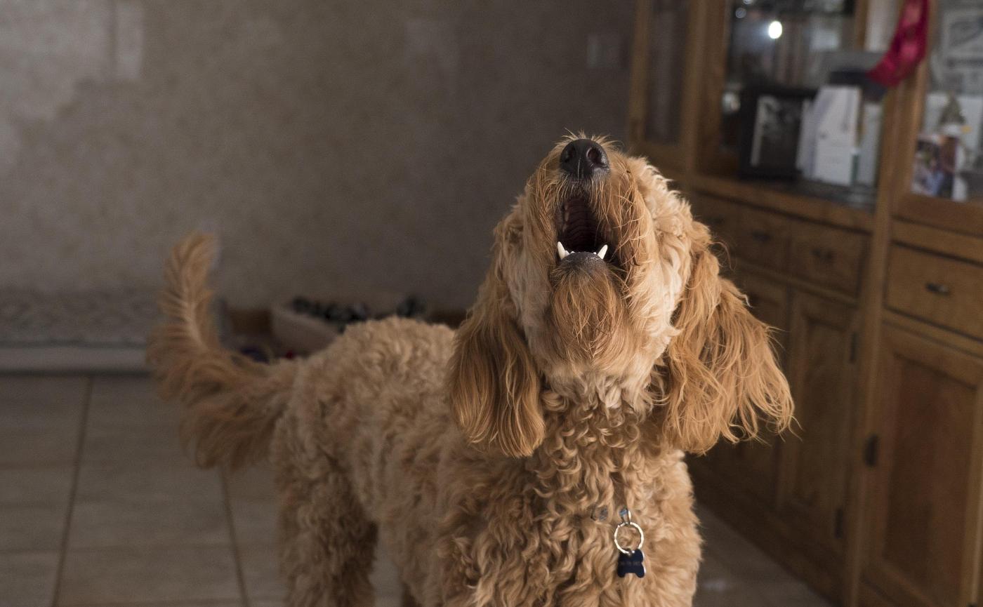 狗狗為何對特定人吠叫卻對另一些人乖巧？行為原因與心理解析