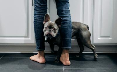 狗狗為什麼愛靠在你腳邊？5種依賴行為的心理密碼