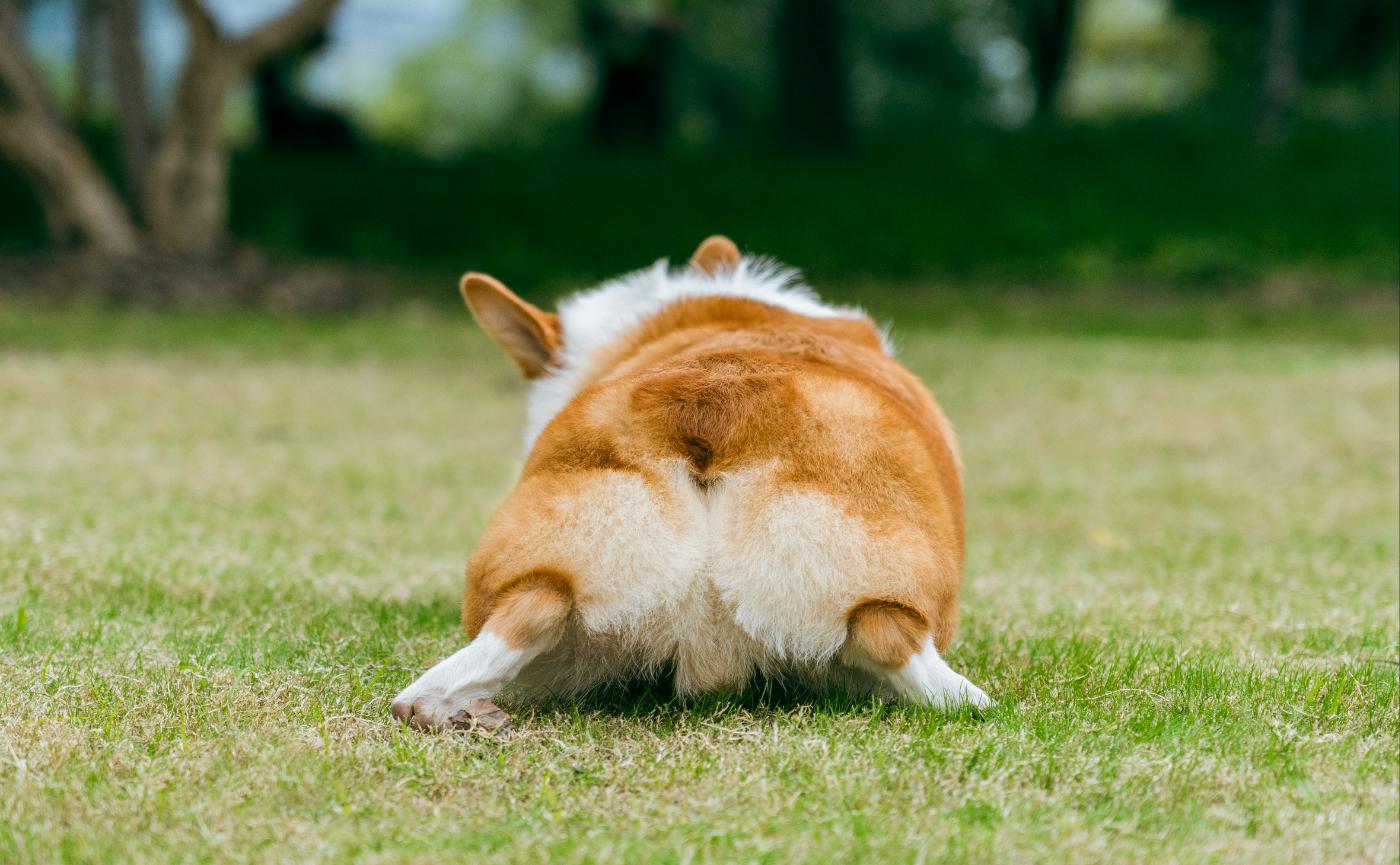 狗狗肛門腺堵塞怎麼辦？認識氣味與磨屁股背後的警訊