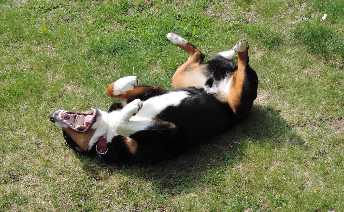 狗狗翻肚子撒嬌真的信任你嗎？行為深度解析