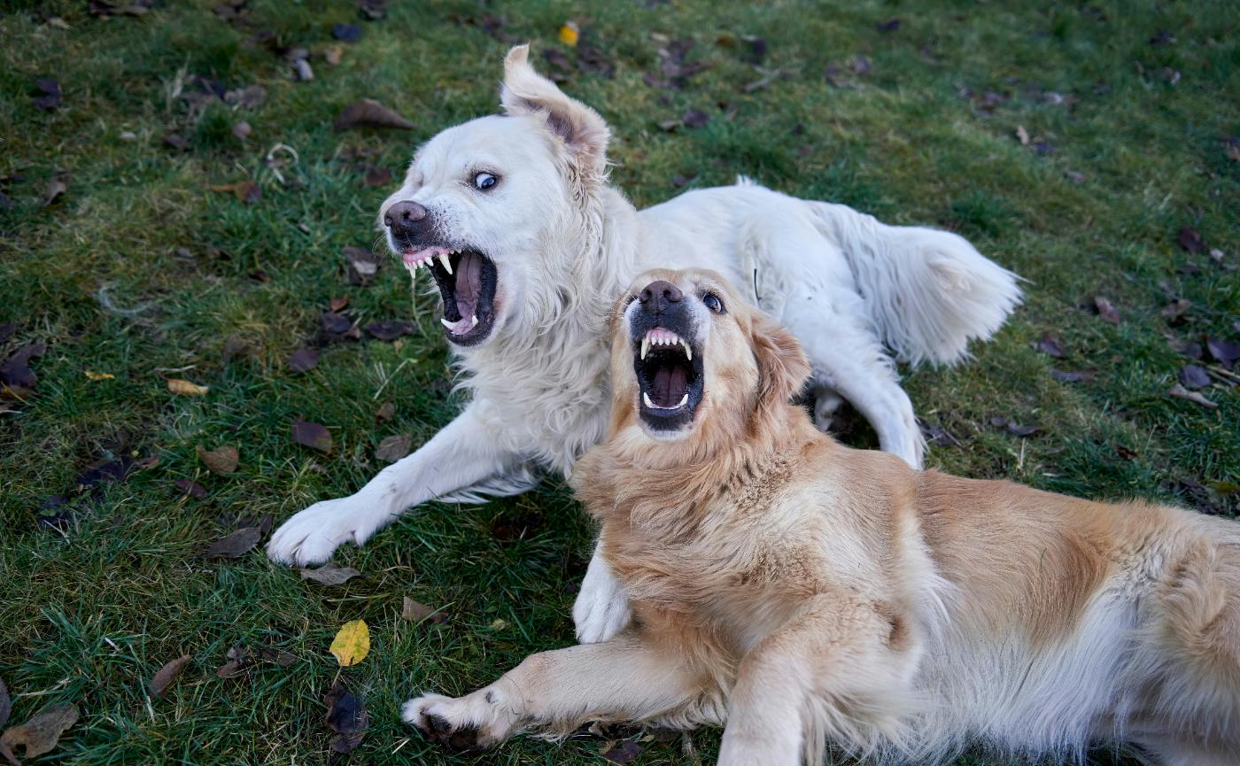 狗狗的攻擊行為解析：從恐懼、護食到領地守護的真相與解方