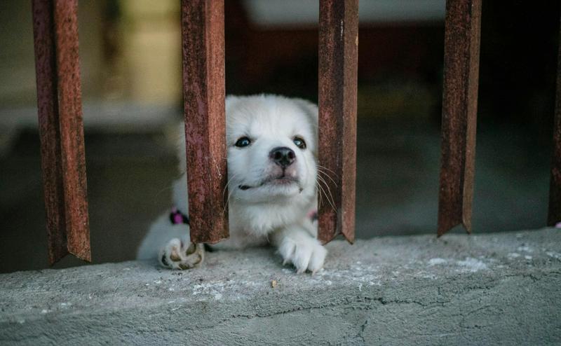 狗狗分離焦慮怎麼辦？5種訓練方法讓毛孩安心獨處不崩潰