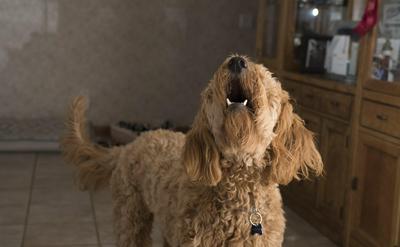 狗狗為何對特定人吠叫卻對另一些人乖巧？行為原因與心理解析