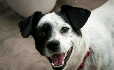 選擇米克斯的理由：聰明、健康，以及愛上獨一無二