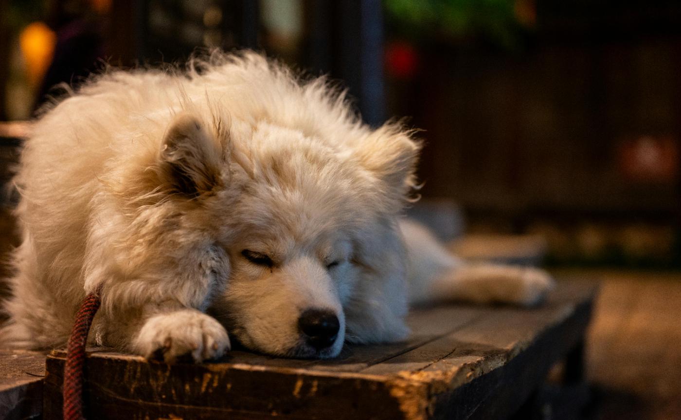 狗狗換毛季照護攻略：毛髮不打結、家裡更乾淨